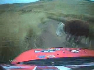 a rally car hits a cow. don't care to graze where others go