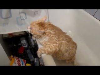 the cat can't jump out of the tub. mega fun