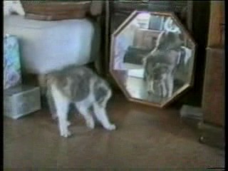 (5 points). awesome selection of videos about cats.